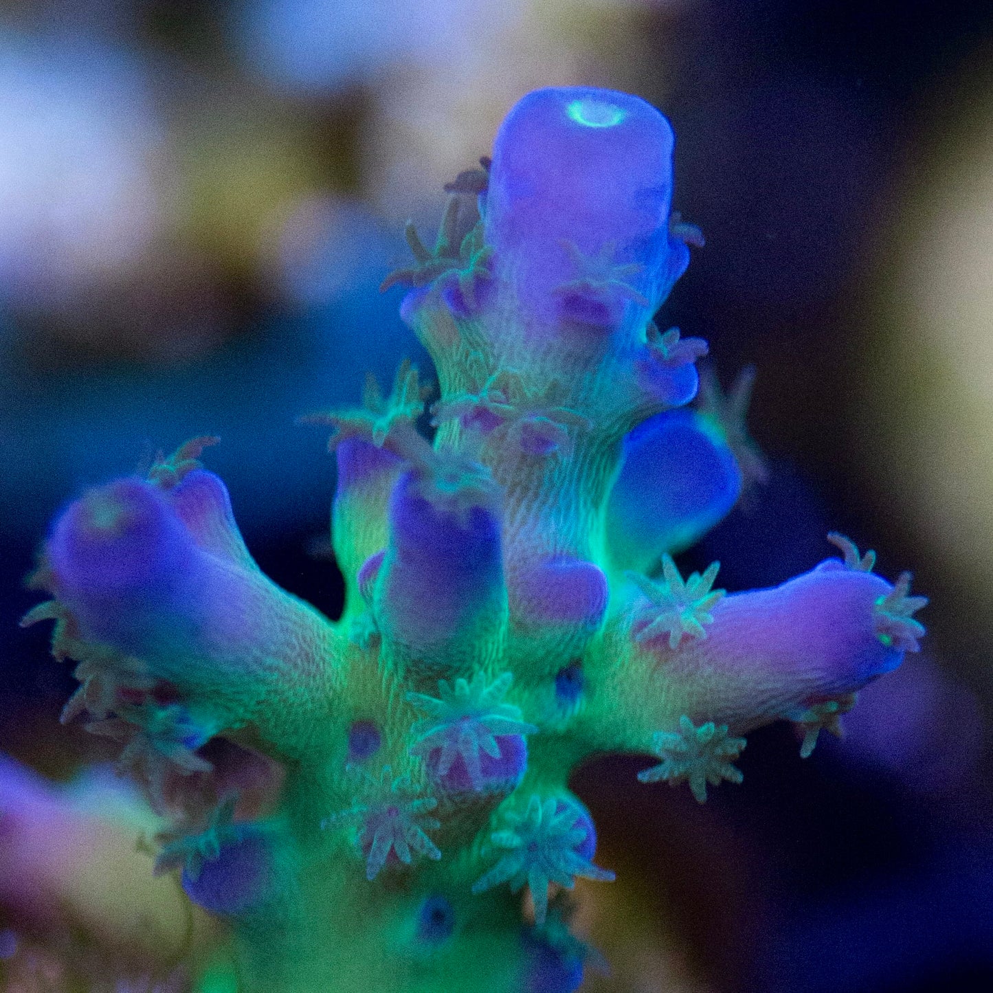 Cali Tort Acro - Cut to Order Frag