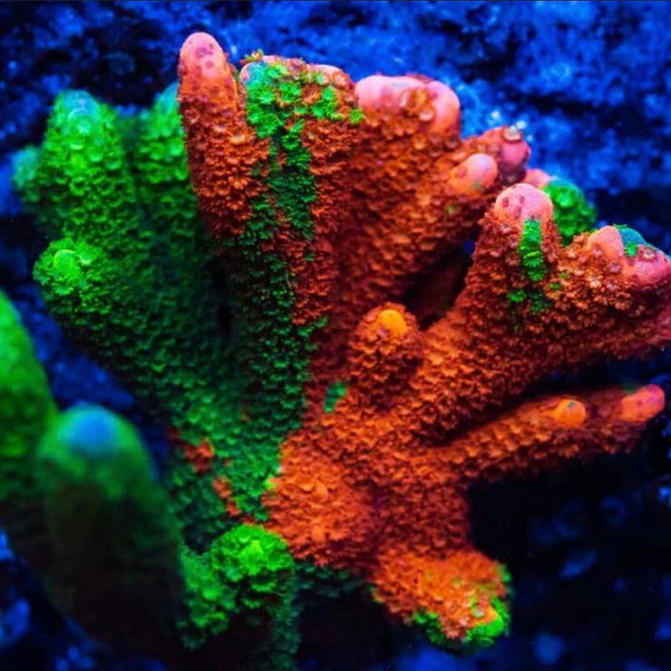 Contraband Grafted Digi - Cut to Order Frag