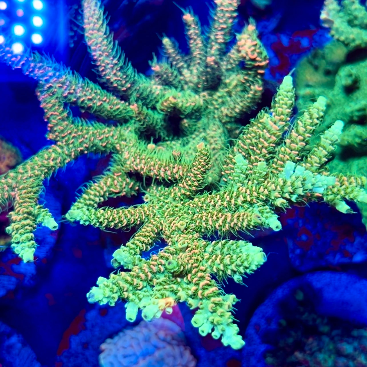 JF Solar Flare Millepora - Cut to Order Frag