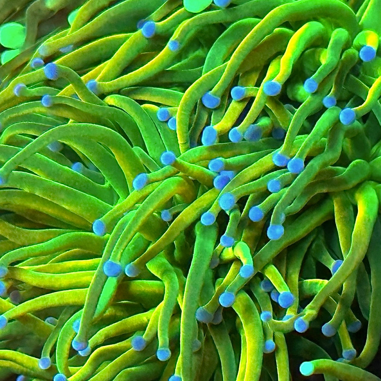 Holy Grail Torch - WYSIWYG