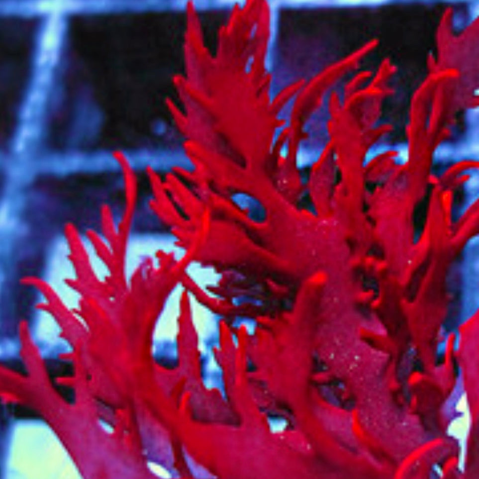 Dragon's Breath Macroalgae