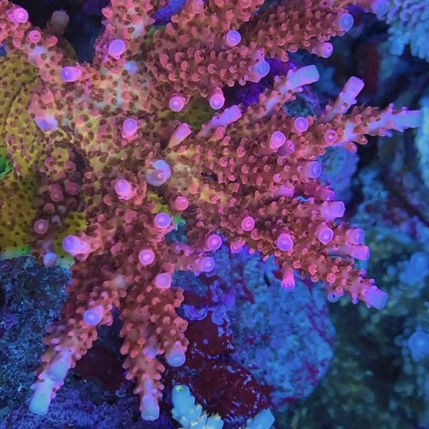 PC Rainbow Acro - Cut to Order Frag