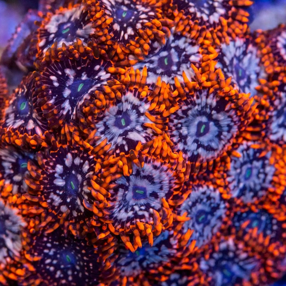 Utter Chaos Zoas - Cut to Order Frag