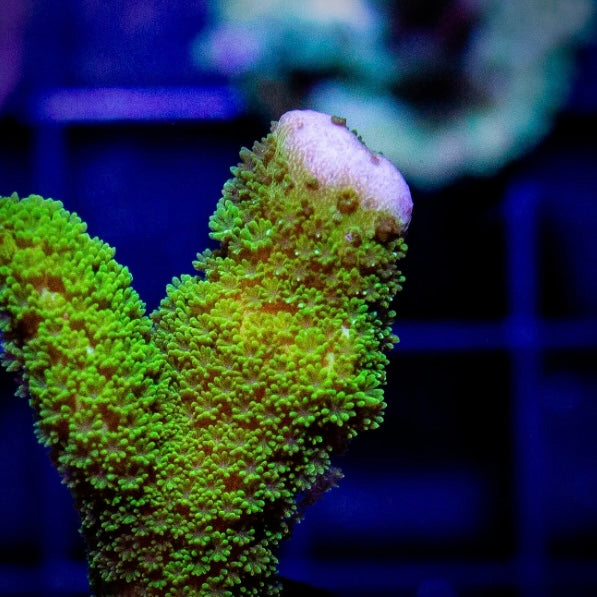 Neon Green Digi - Cut to Order Frag