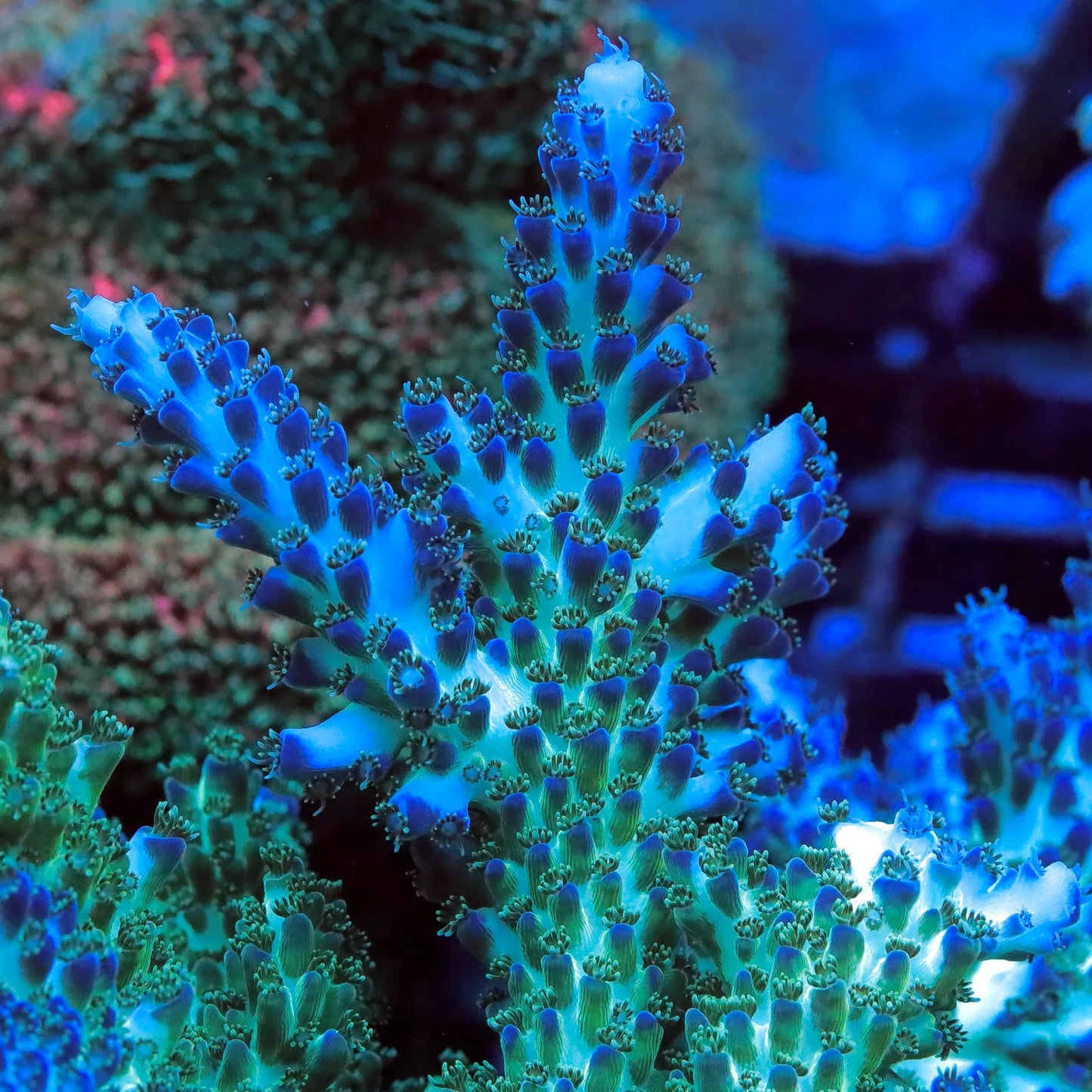 ORA Pearlberry Acro - Cut to Order Frag