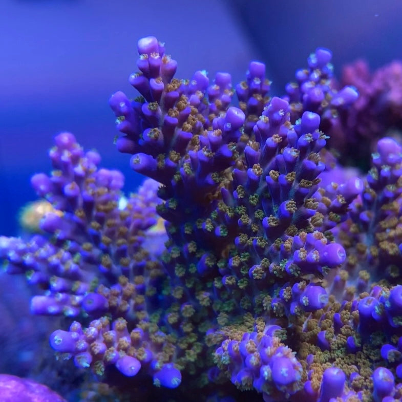 Merlin’s Staff Acro - Cut to Order Frag