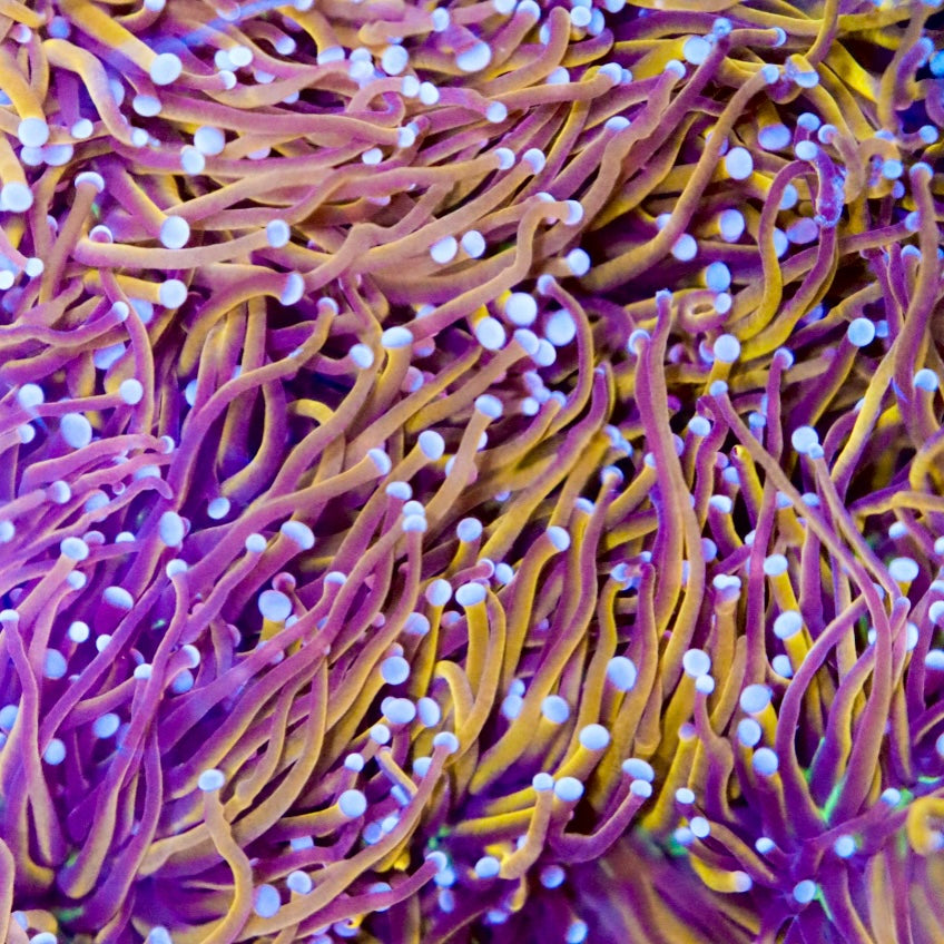 Indo Gold Torch - WYSIWYG