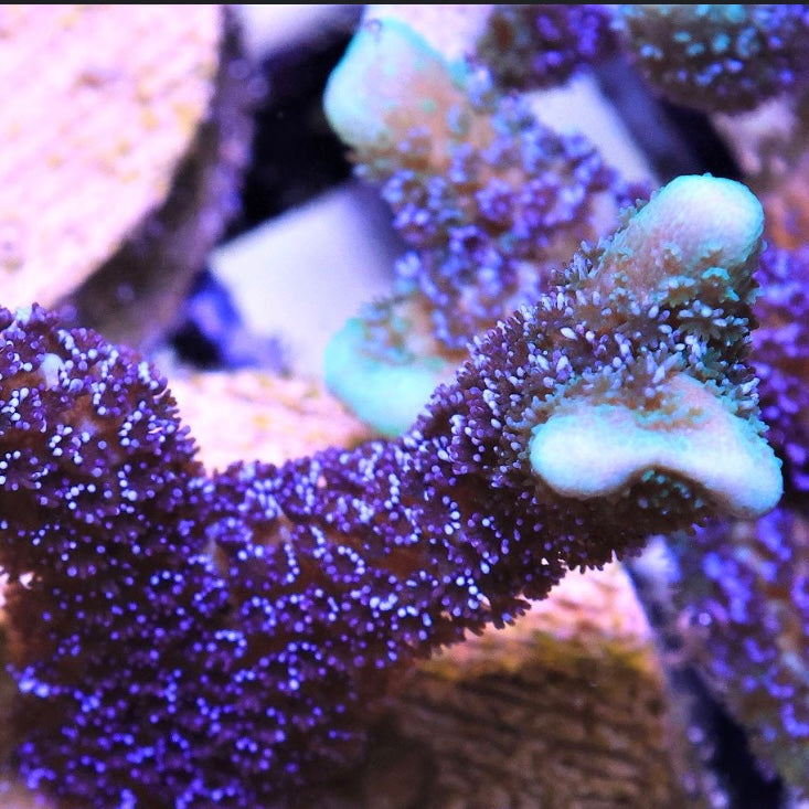 Purple Digi - Cut to Order Frag