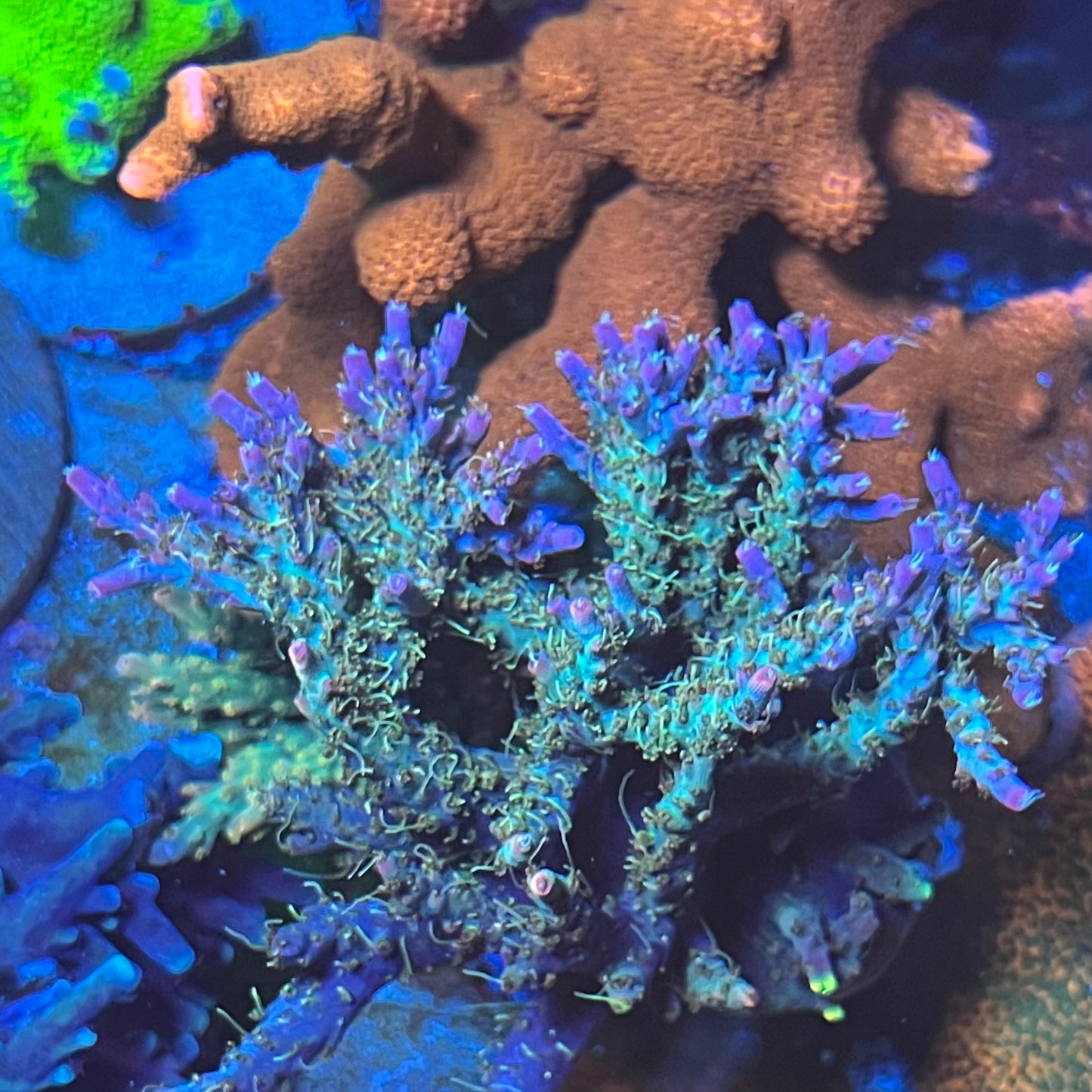 TSA Lavender Haze Acro - Cut to Order Frag