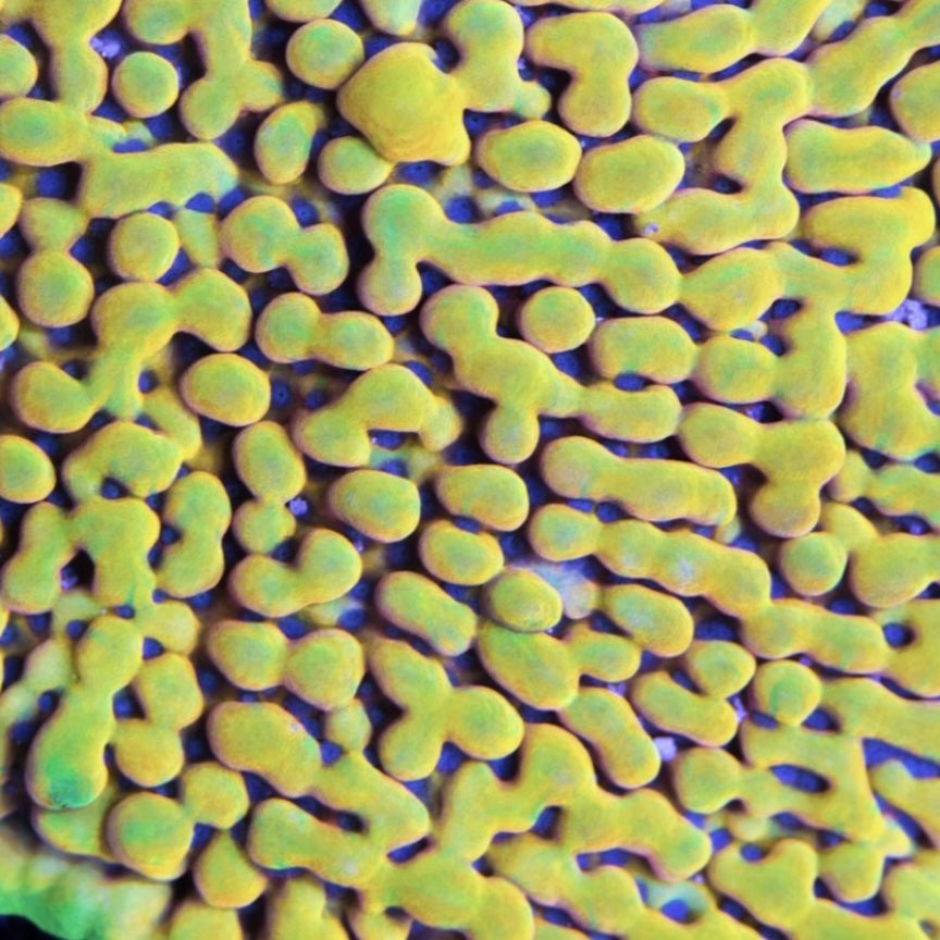 TSA Minions Monti - Cut to Order Frag