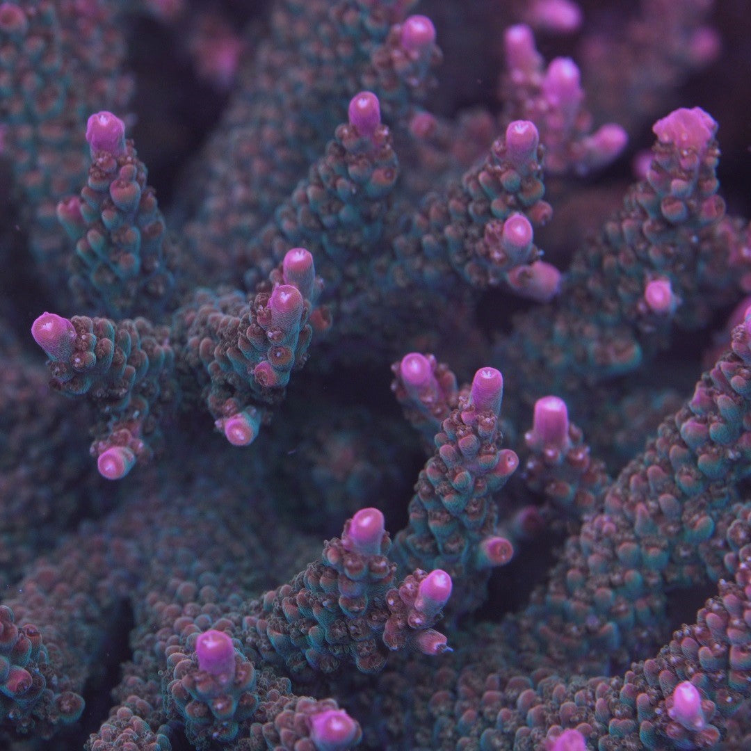 JF Shocktart Acro - Cut to Order Frag