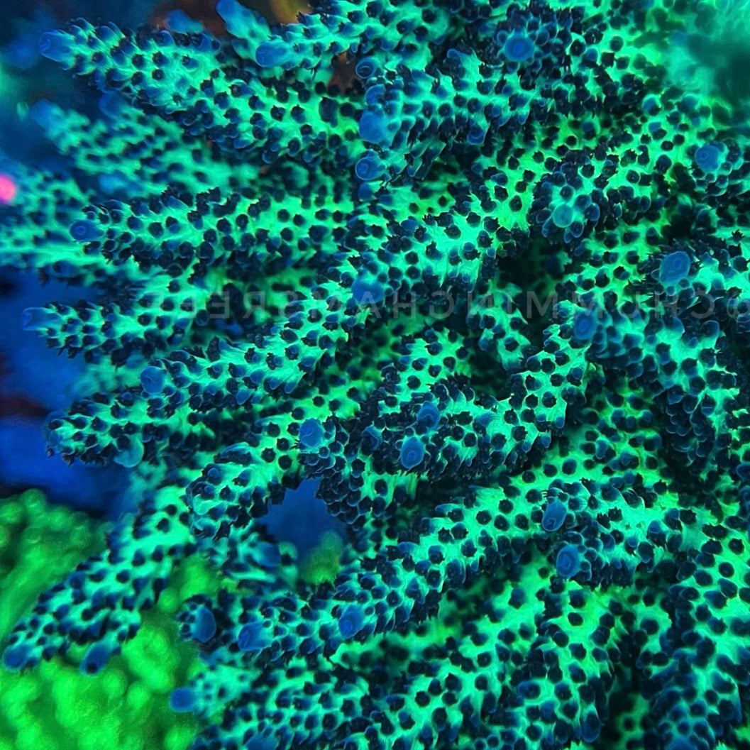 RR The Vinh - Cut to Order Frag