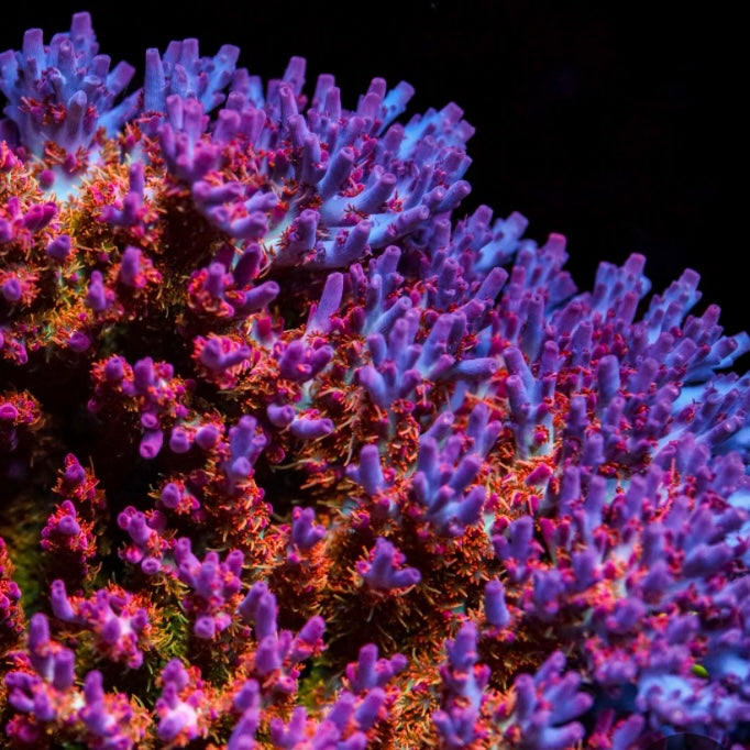 Vivid's Confetti Acro - Cut to Order Frag