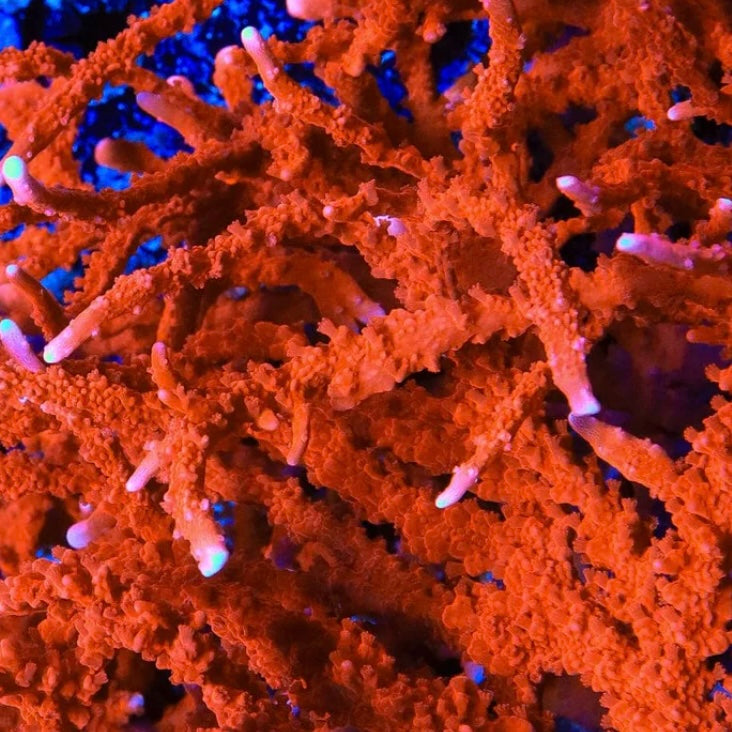 Red Elkhorn Monti (Manila Spy) - Cut to Order Frag