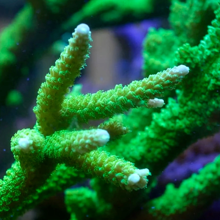 Bali Green Slimer - Cut to Order Frag