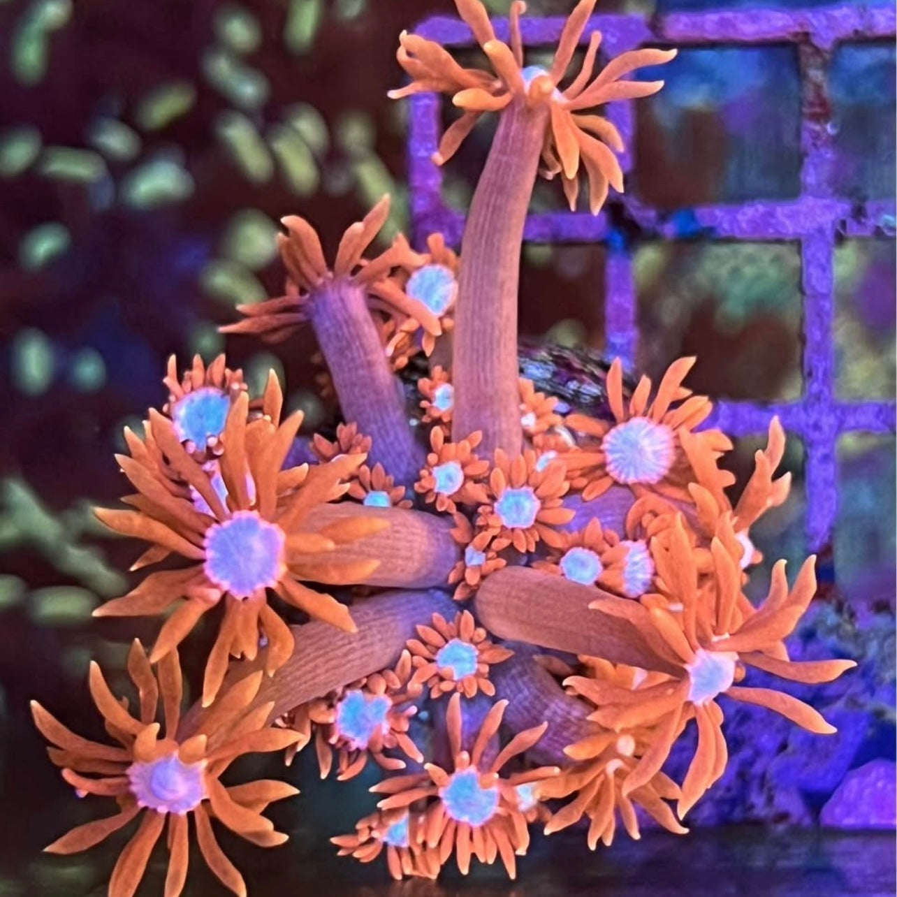 Ruby Red Alveo- WYSIWYG