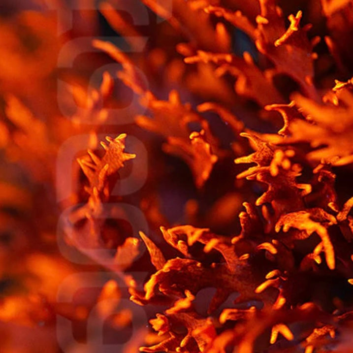 Dragon's Breath Macroalgae