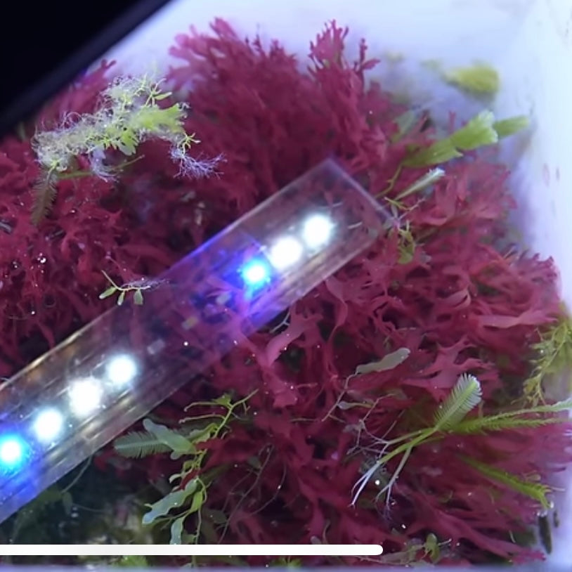 Red Pom Pom Gracilaria Macroalgae