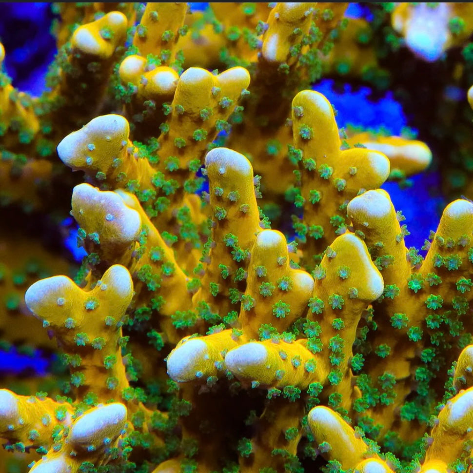 RRC Tropicana Anacro - Cut to Order Frag