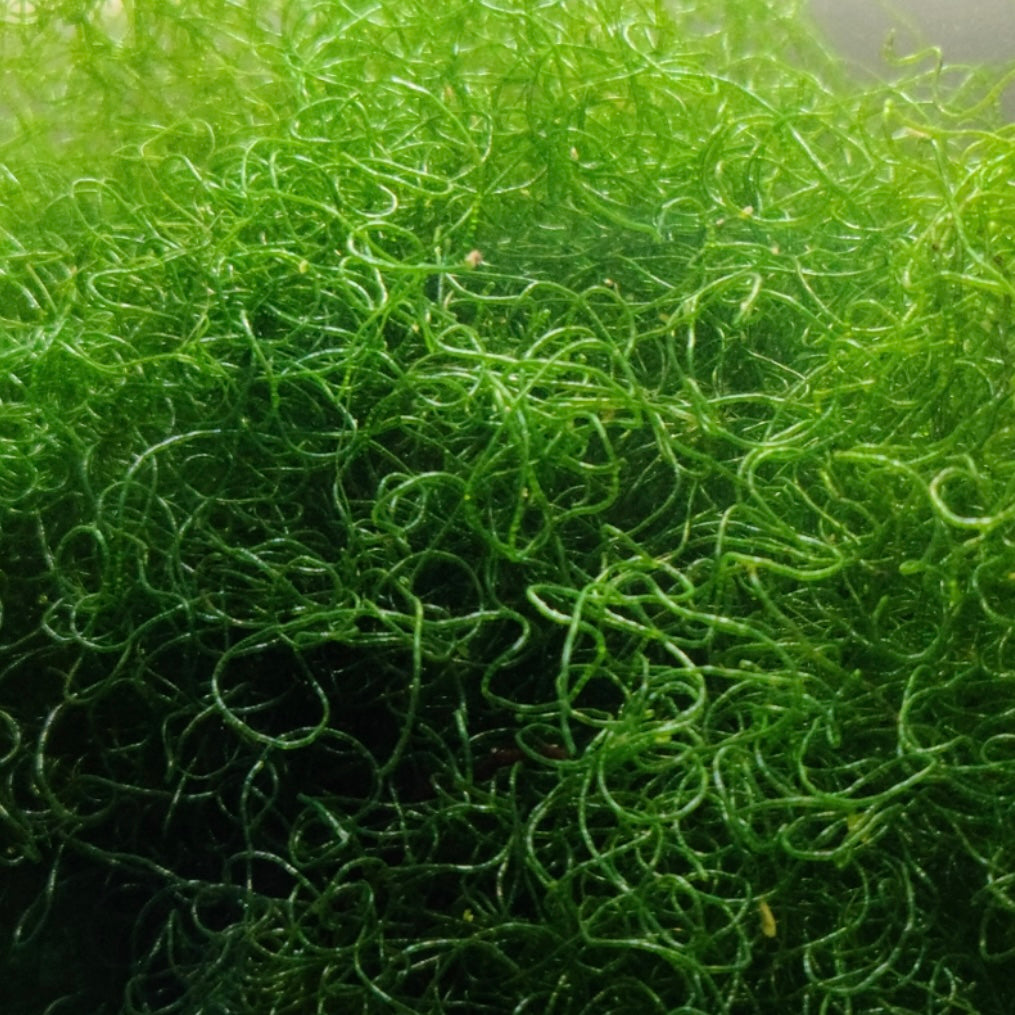 Chaetomorpha Macroalgae