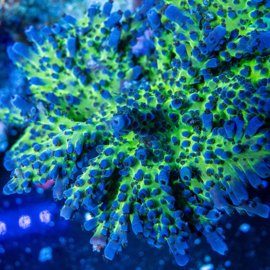10 Piece Custom Mixed Corals Pack