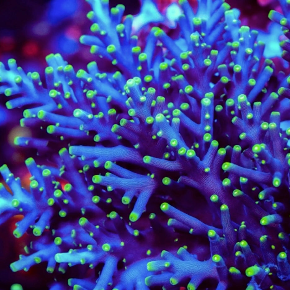 10 Piece Custom SPS Coral Pack