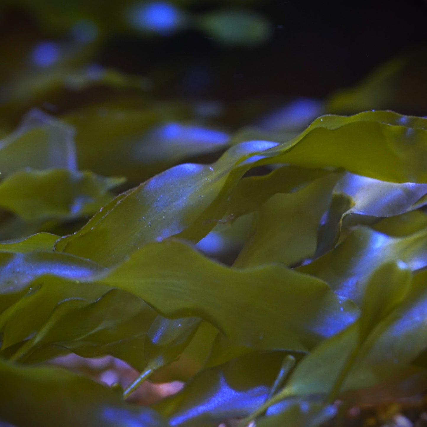 Caulerpa Prolifera Macro Algae - Cut to Order Frag
