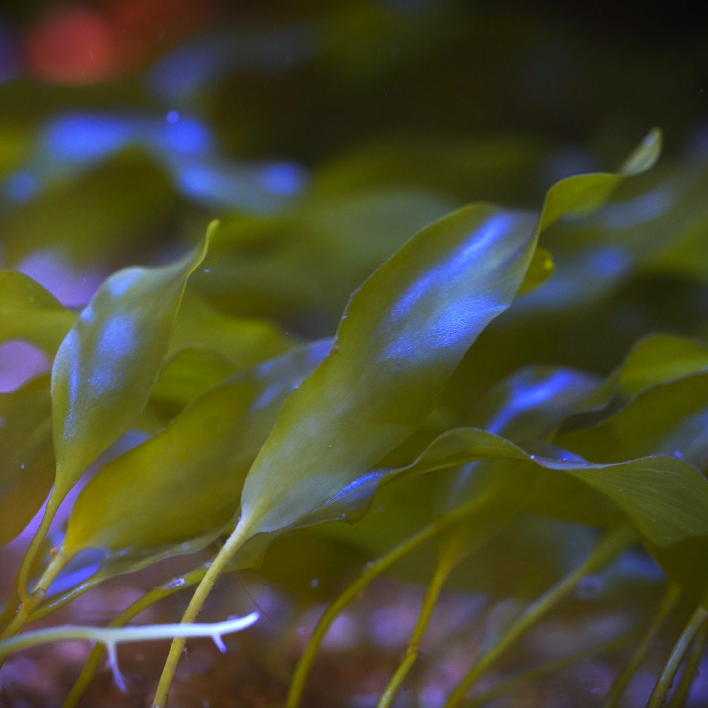 Caulerpa Prolifera Macroalgae