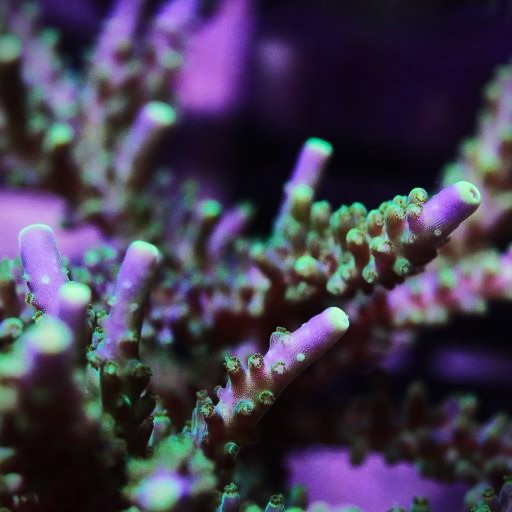 WWC Yellow Tips Acropora