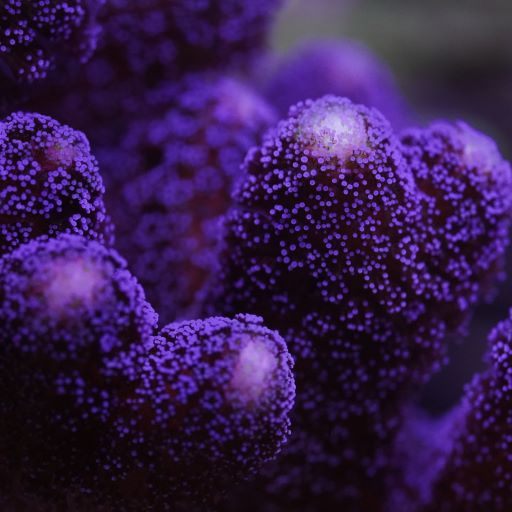 Milka (Purple) Stylophora