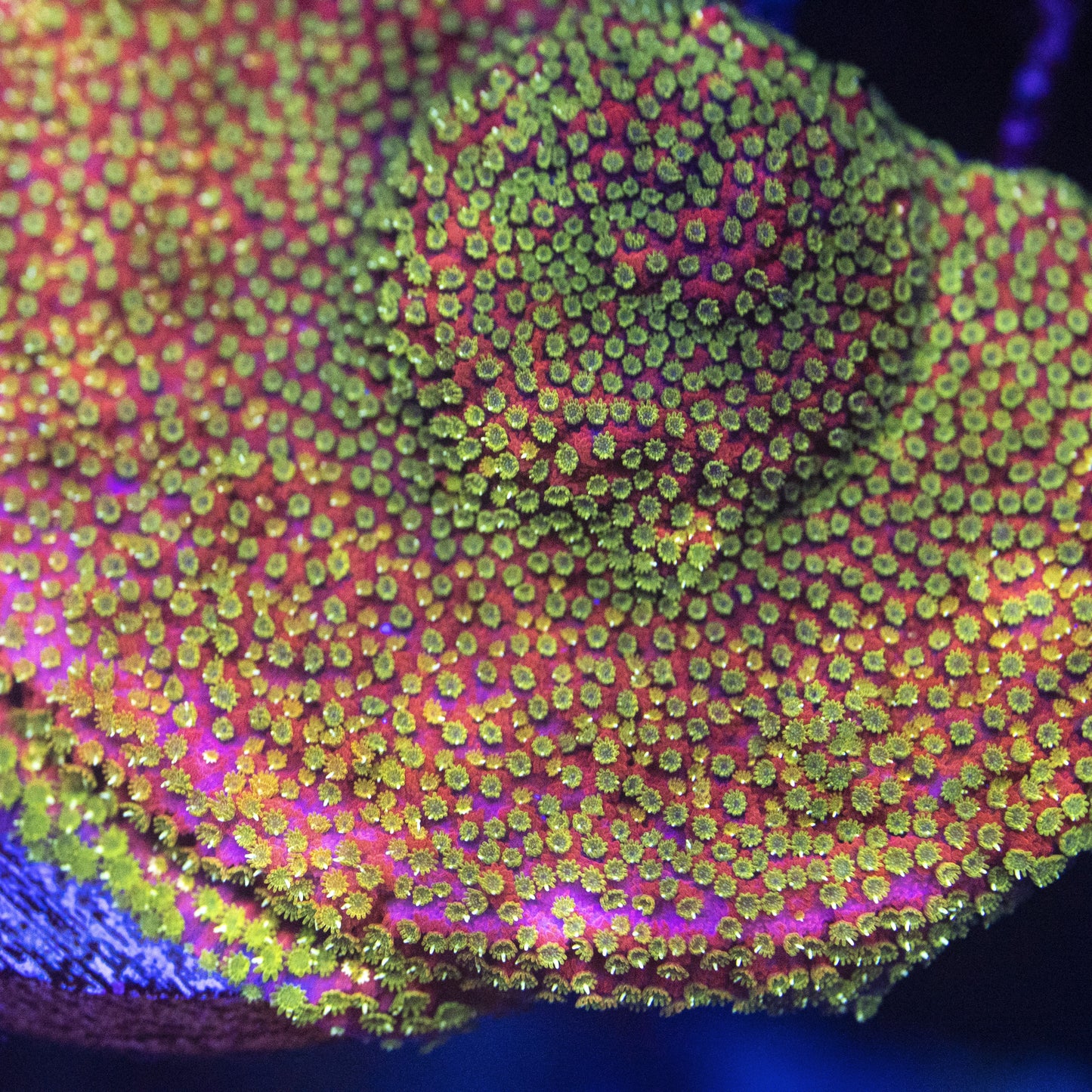 Pink Sunset Montipora