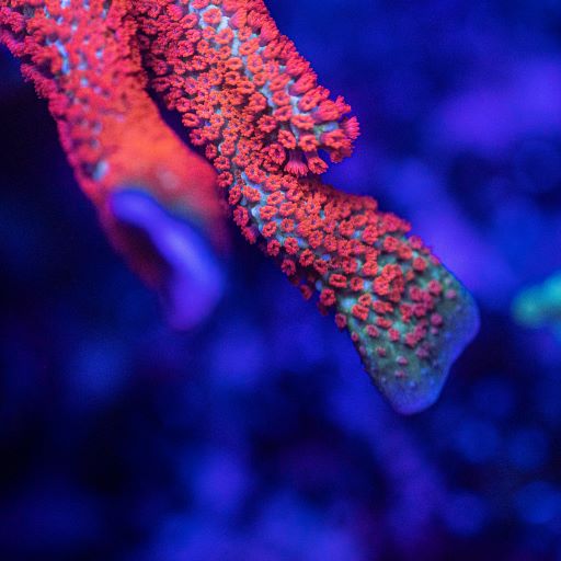 Forest Fire Digitata Montipora