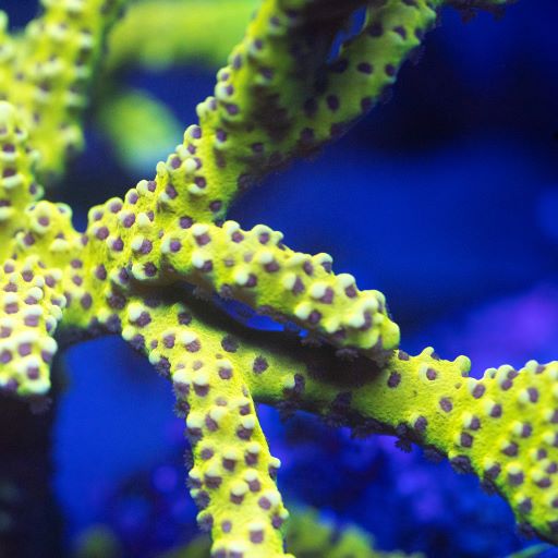 Slimeball Anacropora