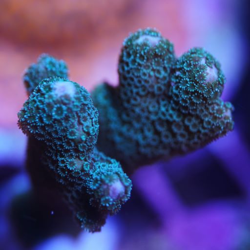German Blue Montipora Digitata