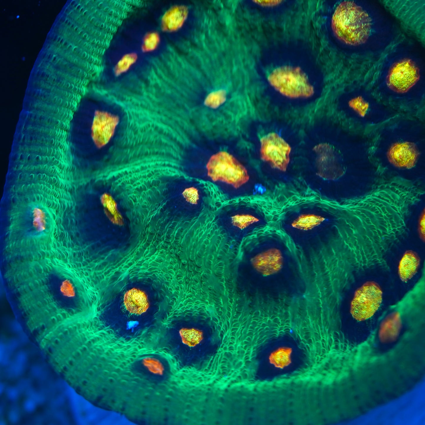 Raja Rampage Chalice