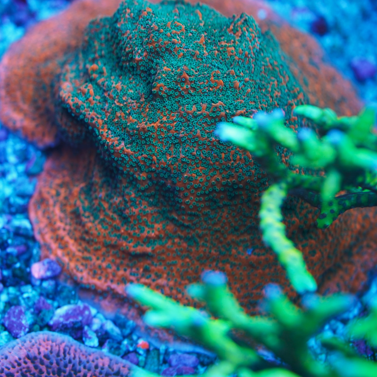 RUTR Encrusting Montipora