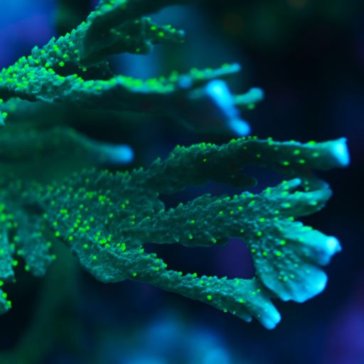 Emerald Montipora Hirsuta