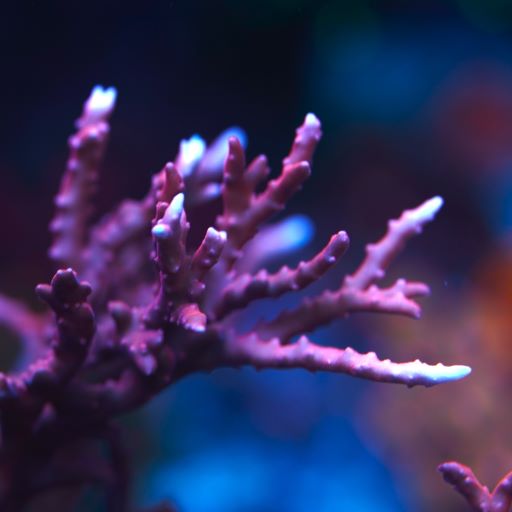 TNT Anacropora