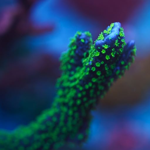 Tubbs Stellata Montipora