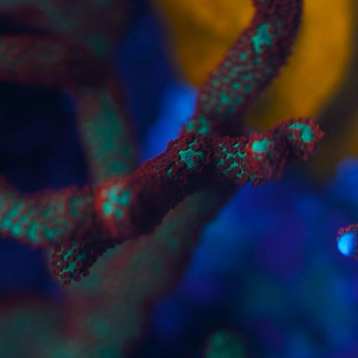 CC Emerald Montipora Digitata