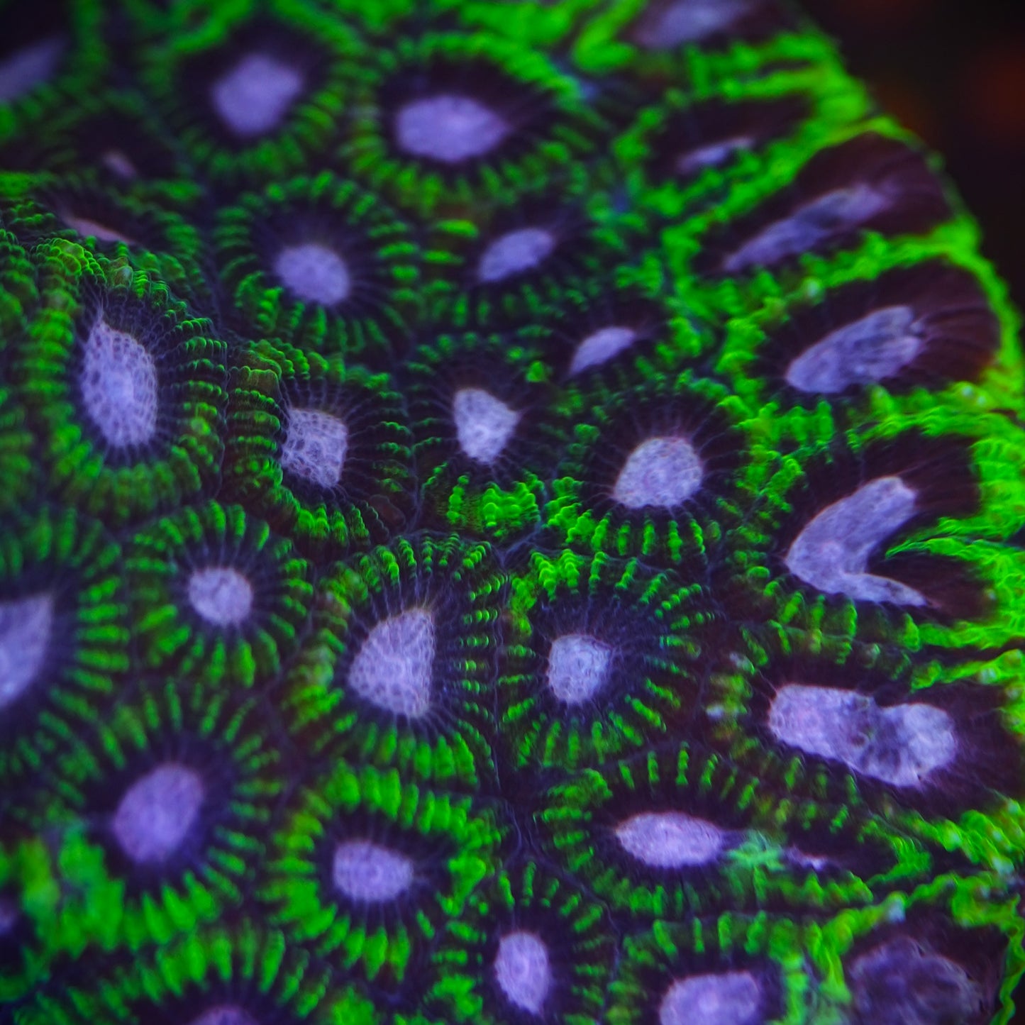 WWC Mystic Grape Favia