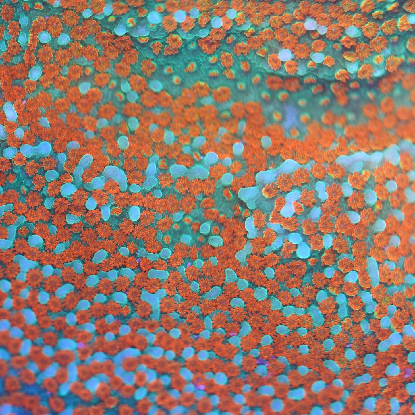 Fruity Pebbles Montipora