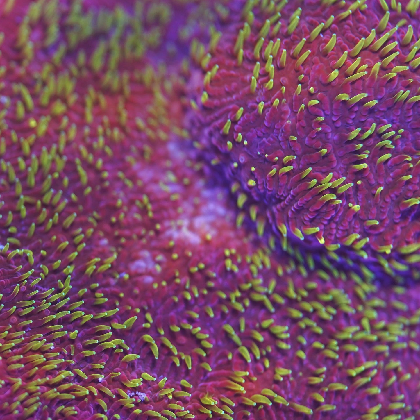 JF Freak Hair Pavona