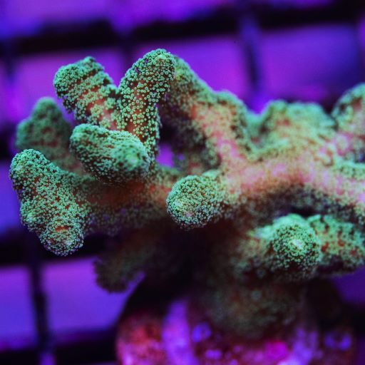 Yellow Bird's Nest Seriatopora