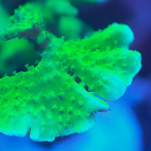 Neon Green Montipora Hirsuta