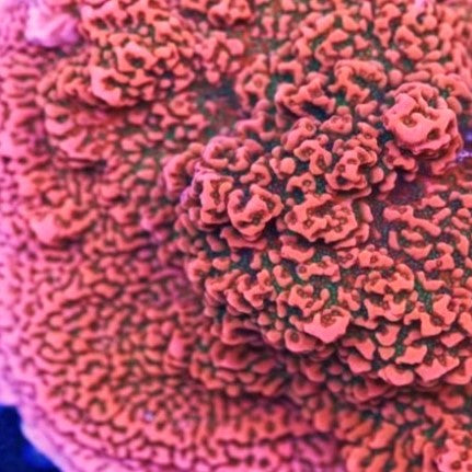 Cherry Tree Montipora