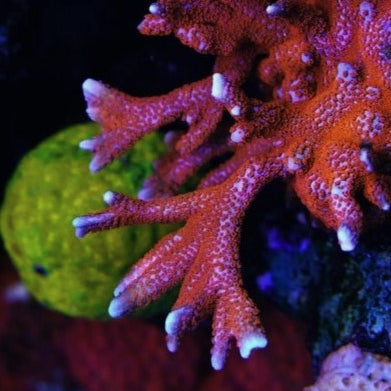 Superman Montipora Digitata
