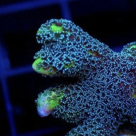 JF Ugly Duckling Montipora Digitata