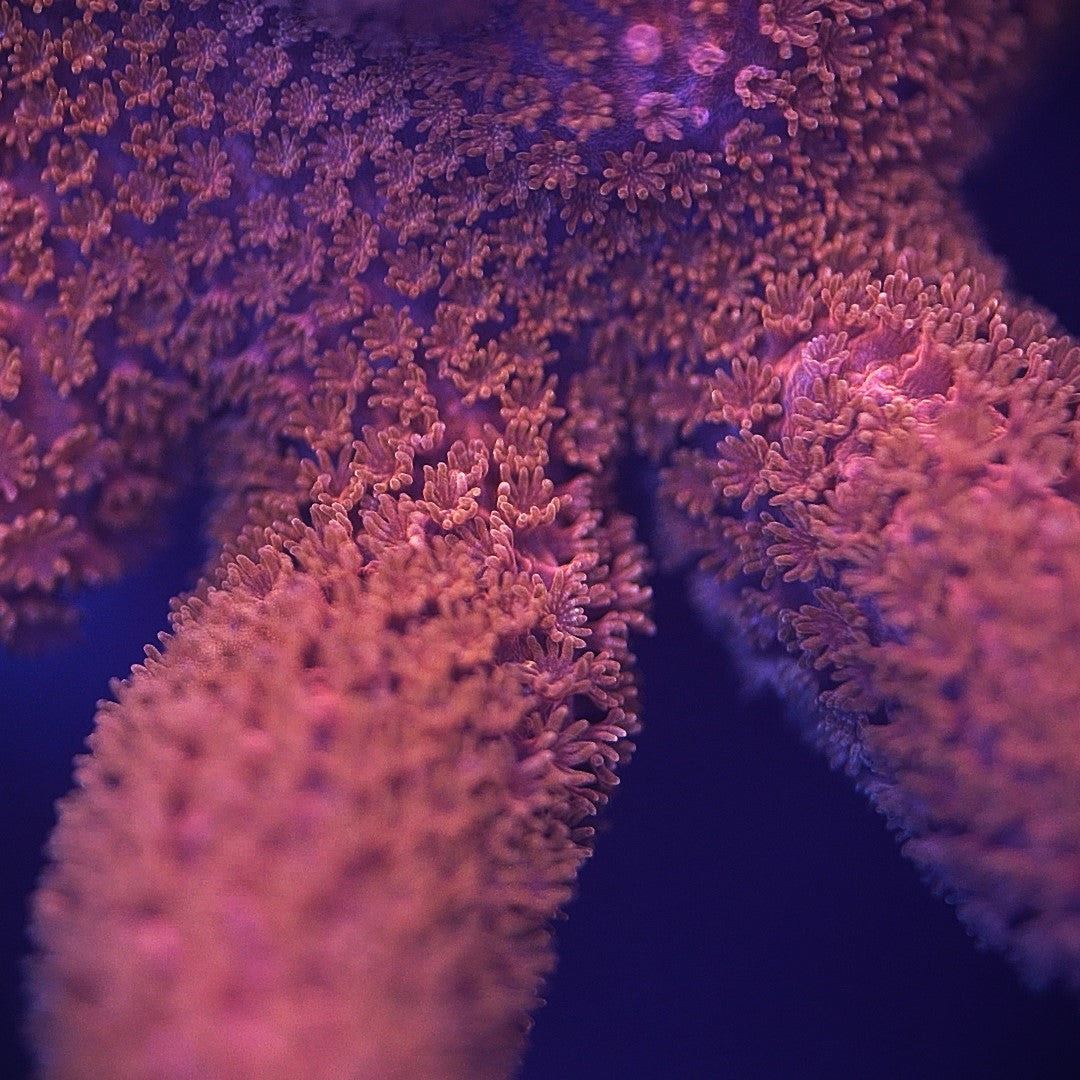 Peach Montipora Digitata