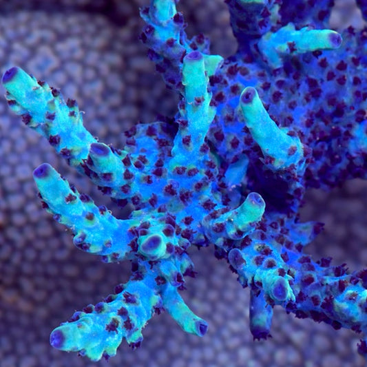 ORA Pearlberry Acro - Cut to Order Frag